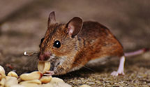 24 Hour & Emergency Exterminators in Big Falls, MN